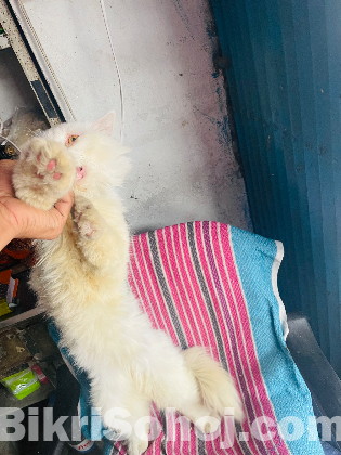 পারশিয়ান বিড়াল